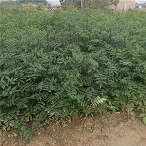 豹子头狮无刺大红袍花椒树苗