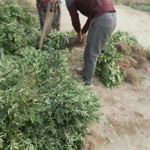 无刺花椒树苗基地批发