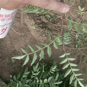 狮子头花椒苗无刺花椒苗大红袍花椒苗黄盖花椒树苗基地便宜批发