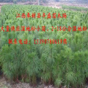江西哪有2-15公分湿地松、杜英、紫薇、竹柏价格便宜