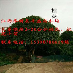 江西奉新2-20公分桂花、广玉兰;4-12公分乐昌含笑、深山含笑