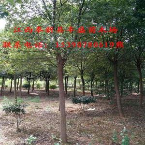 江西3-20公分香樟树;哪有3-12公分红叶石楠;奉新3-15公分茶花价格便宜