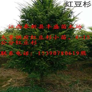 8-18公分红豆杉