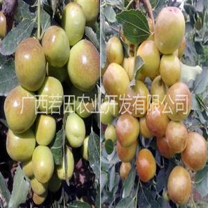 广西若田夏枣6-7月早熟枣脆甜赛过金丝枣