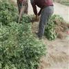 无刺花椒树苗基地批发